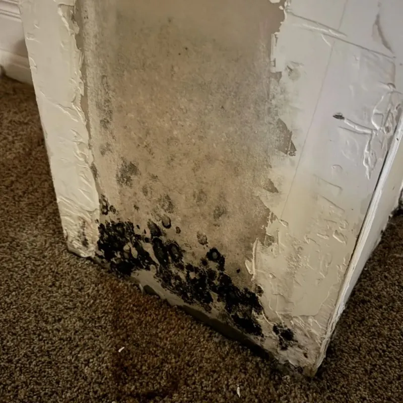 Professional Mold Removal in Rossford, OH